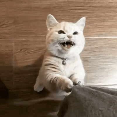 dac866afbc684565a9fb0a81d66d629e_1643302061_2095.gif