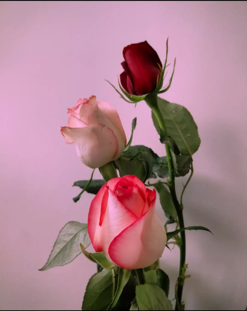 d6288027e208c37b885195c476825114_1643216042_2576.png
