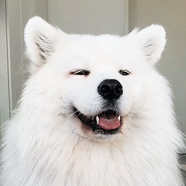 b88b7671e0fddd9779706fd9d4f073e6_1645428582_5727.gif
