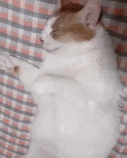 8e4cb909fae70f0ce43ede2bff606cae_1654761825_2879.gif