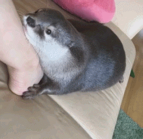 e588cde0a2960592e6ce8291fdcace3f_1654770354_777.gif