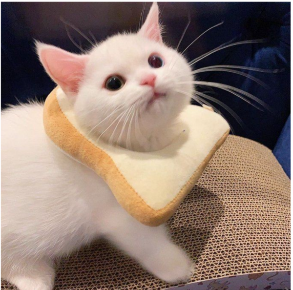 8a1abca6329e9cf9ff63d86b198088aa_1656494378_3408.png