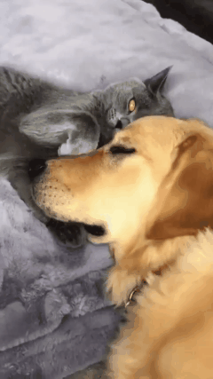 612cf8860a646c236f6772698ef61b52_1659274137_2547.gif