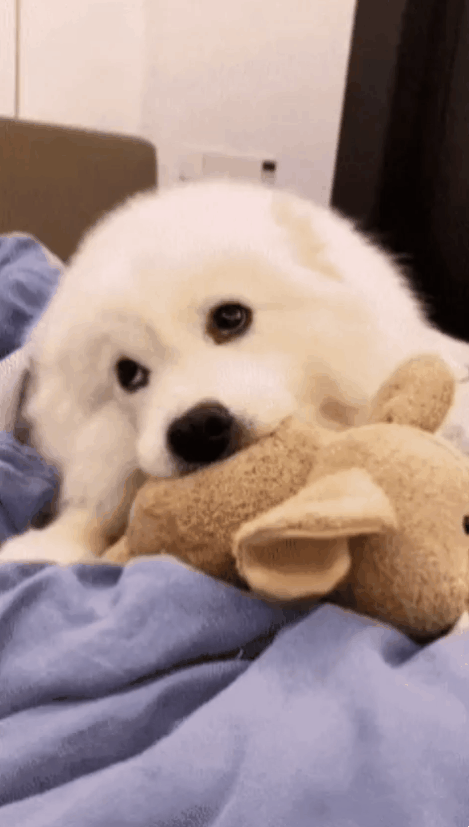 ca26282d4b8c18a7528df4e76d8a4826_1657744019_869.gif