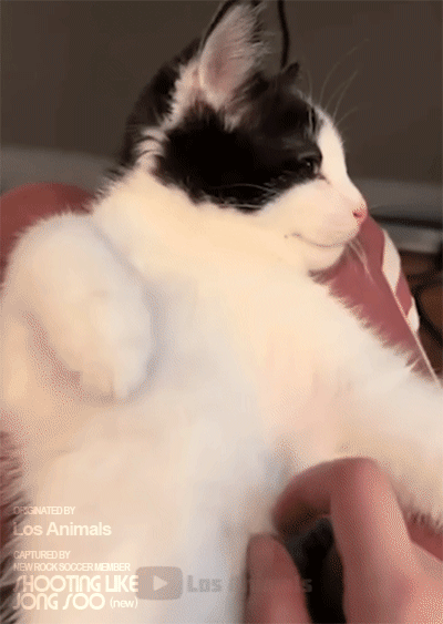 0ef2899c65e2ab66b11bb11ebd44259a_1659666726_7245.gif
