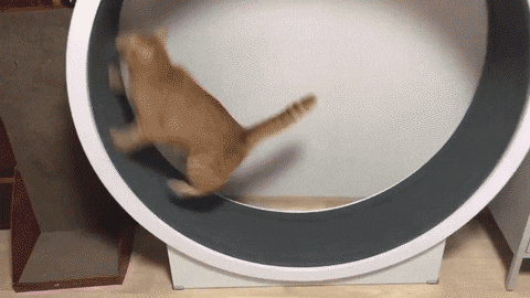 21eeb9f0f985289e55a9226a3f7230e6_1660300893_4922.gif