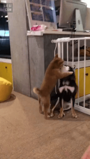 21eeb9f0f985289e55a9226a3f7230e6_1660313376_8124.gif