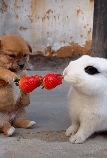 21eeb9f0f985289e55a9226a3f7230e6_1660313608_0078.gif