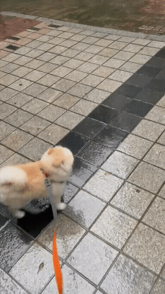 42a5a7b61c42c93cf4a61214f56b1449_1660370900_0682.gif