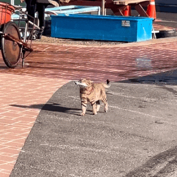 47acfcafc77f81fe7e5e5e7fa43af7a0_1661759444_127.gif