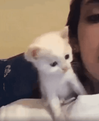 51a3b3c71531f02854618e29070b5171_1661664086_3335.gif