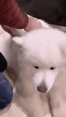 6290b7a652615c872c9d98b751db57a8_1661061302_072.gif