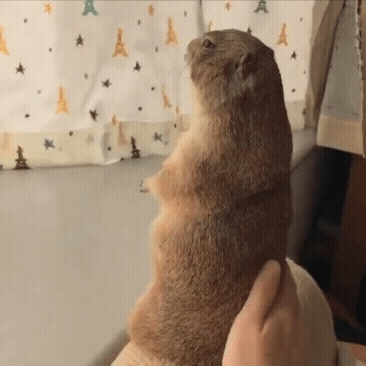 77d61212806b3487c78c6d46594622ae_1660962581_3733.gif