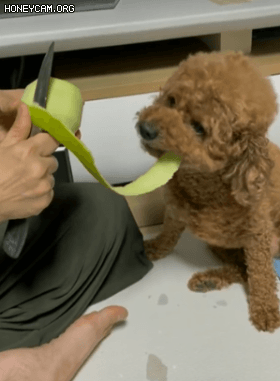 b260532a6c5ceaad45952c5c7a3c987b_1661309567_807.gif