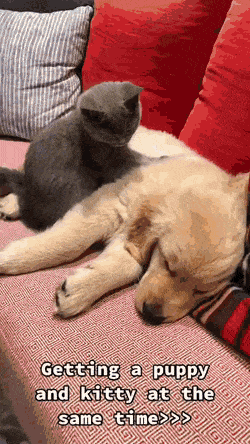 daa3fb593b7aed446ee078712a45a077_1659437619_3548.gif