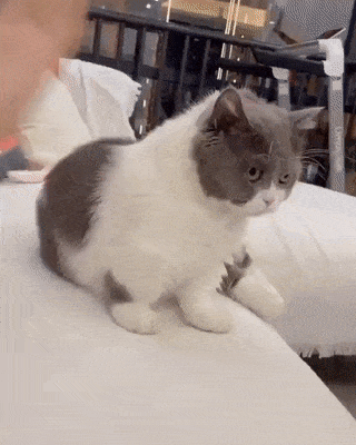 e88f2ebca67f2dd767420e8389259c8a_1661165537_796.gif