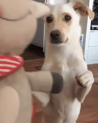ecb711fc21753657a4aeabcadedc7684_1659539338_1139.gif
