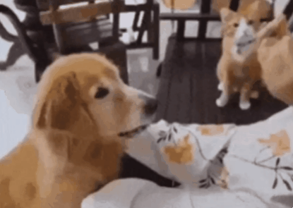 2dcc9a2a30f2bb3b3ae1e70ccfa4c043_1661998945_2882.gif