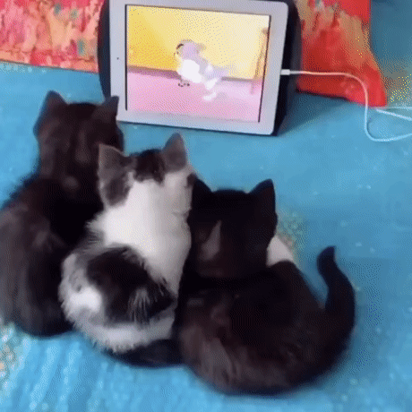61d86a69f05bf2db8d40f06d4c772935_1662691421_5152.gif