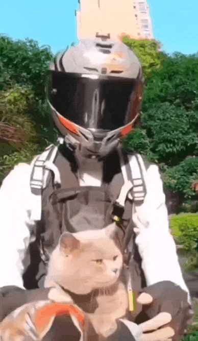 7da65a127fae41cb5f948a33d53132e8_1663834184_4399.gif