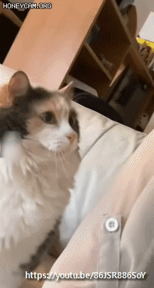 7da65a127fae41cb5f948a33d53132e8_1663834907_8255.gif