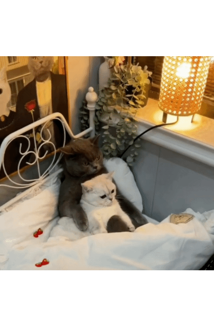 97c610ab82a7227efeff09e257477bfb_1663905844_0094.gif