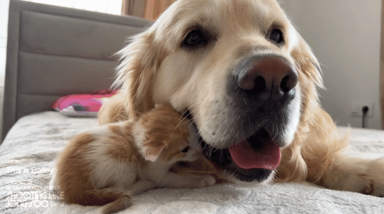cdf8dc2523b517ddb2ee6096b026e8c1_1664375286_6861.gif