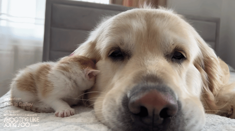 cdf8dc2523b517ddb2ee6096b026e8c1_1664375288_9289.gif