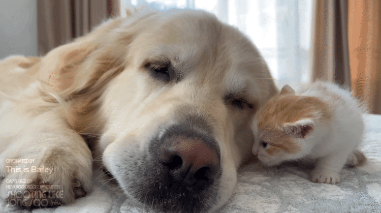 cdf8dc2523b517ddb2ee6096b026e8c1_1664375291_3069.gif