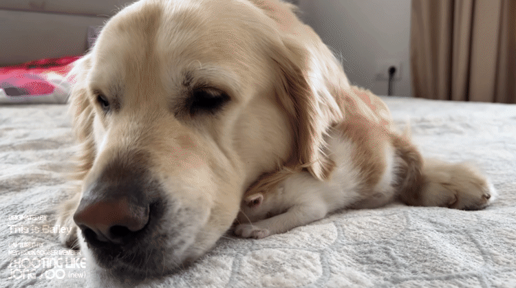 cdf8dc2523b517ddb2ee6096b026e8c1_1664375294_9238.gif