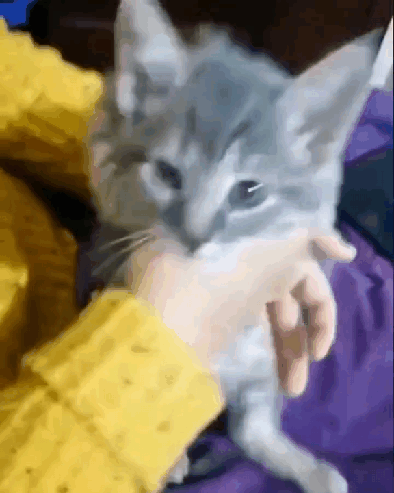 0884cb0c95cbb79d5946113cd71bb6a2_1665590631_3963.gif
