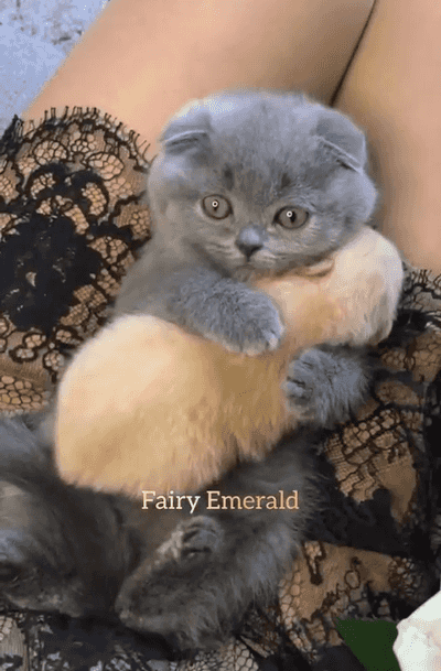 2e3d030e6a13398962d04ce7a631474d_1665487037_8015.gif